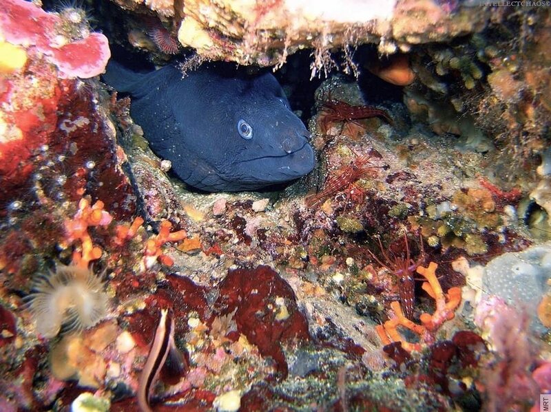 Black Moray Eel in Reef