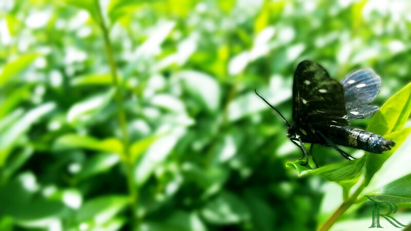 Black Moth on Leaf