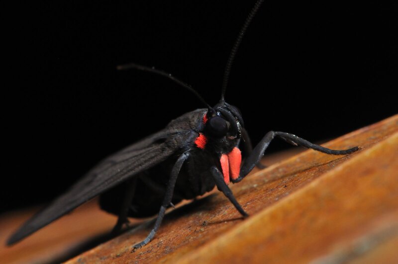 Black Moth with Red Markings