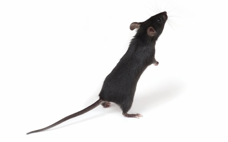 black mouse standing upright