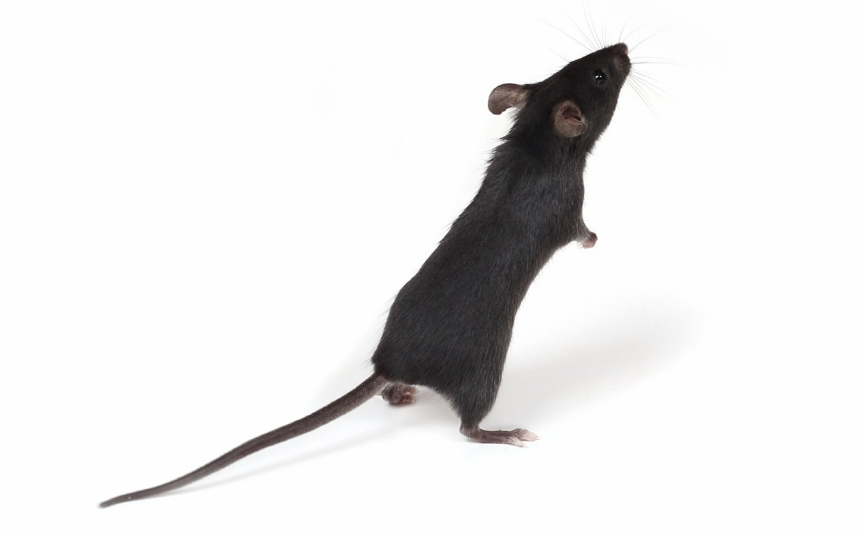 black mouse standing upright