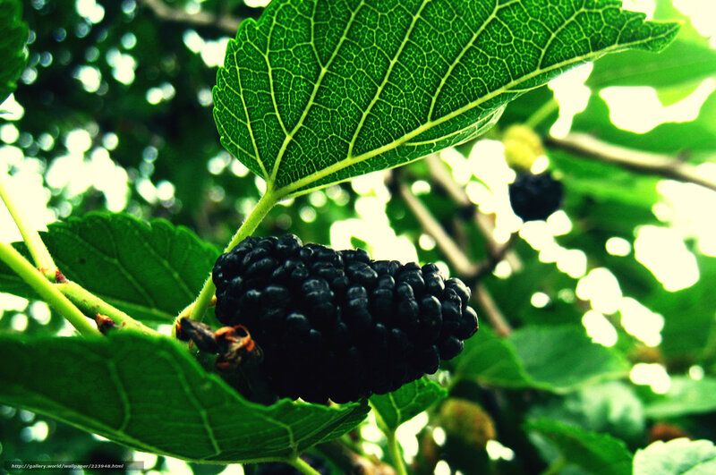 Black mulberries on a tree