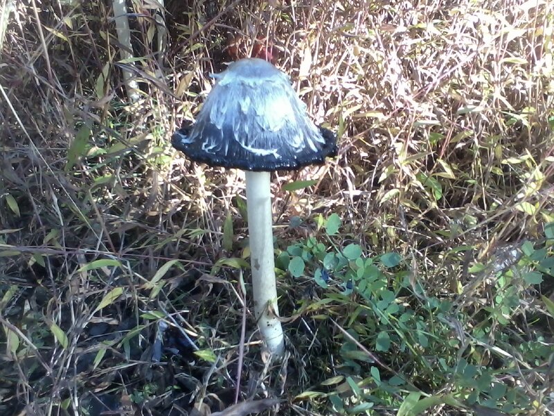 Black Mushroom in Grass