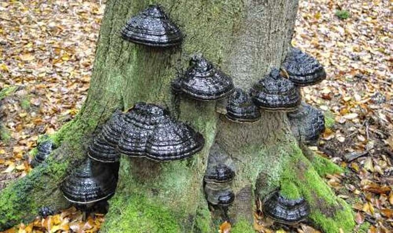 Black Mushrooms on Tree