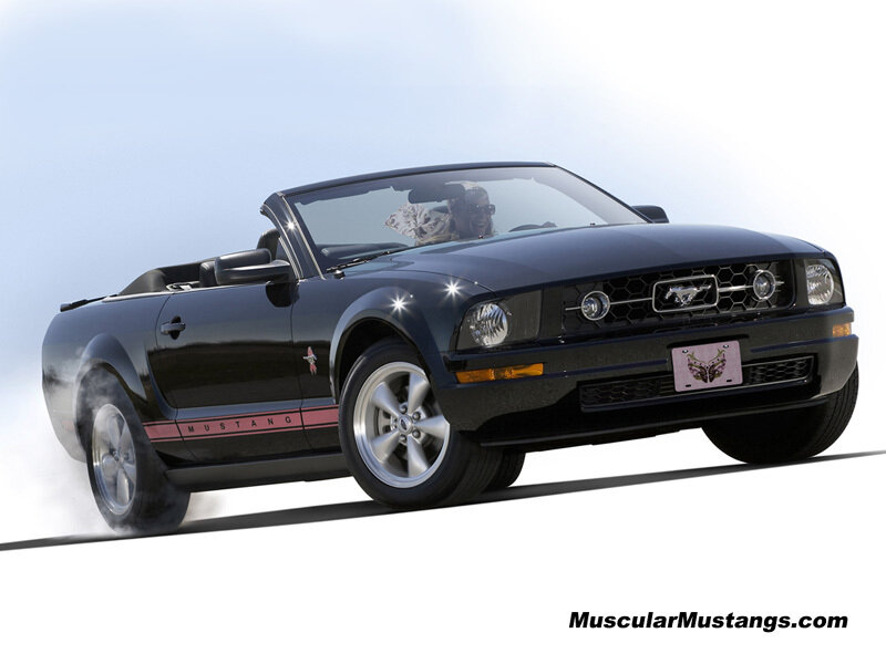 Black Mustang Convertible — Dynamic