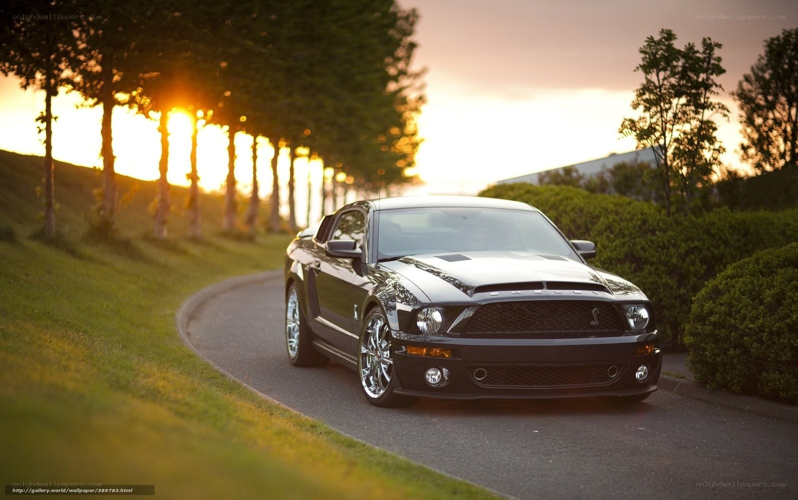 Black Mustang on a winding road