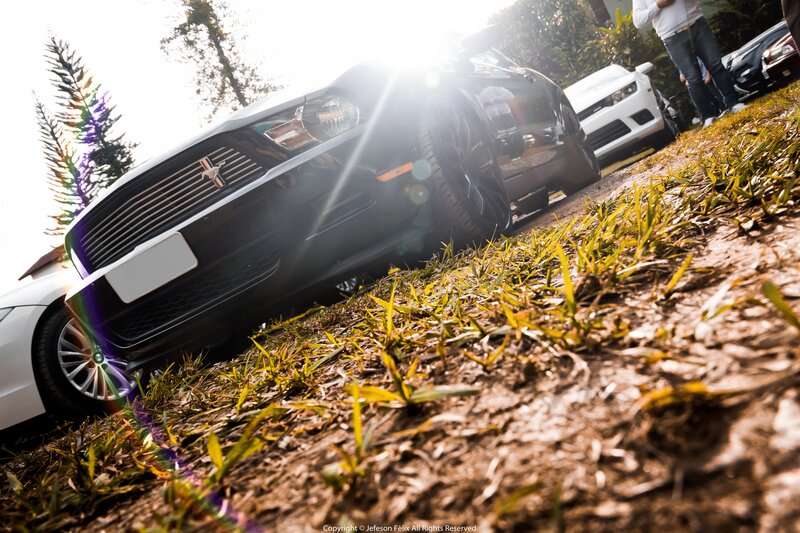 Black Mustang on Grass