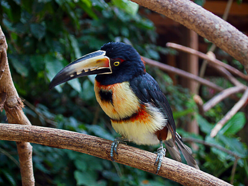 Black-necked Arac Bird