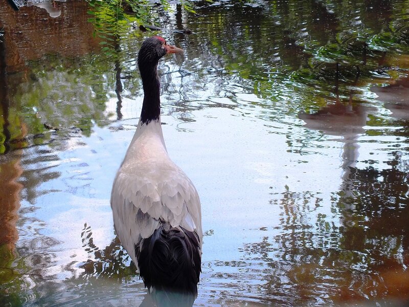 Black-necked Crane