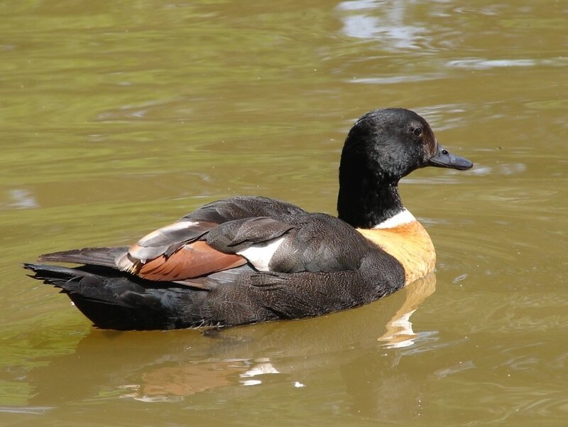 Black-necked Duck