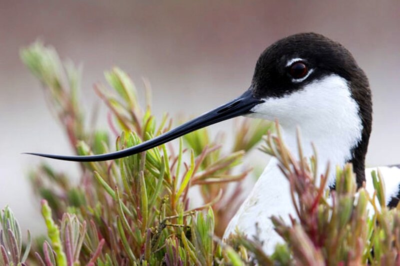 Black-necked Stilt Bird — Black