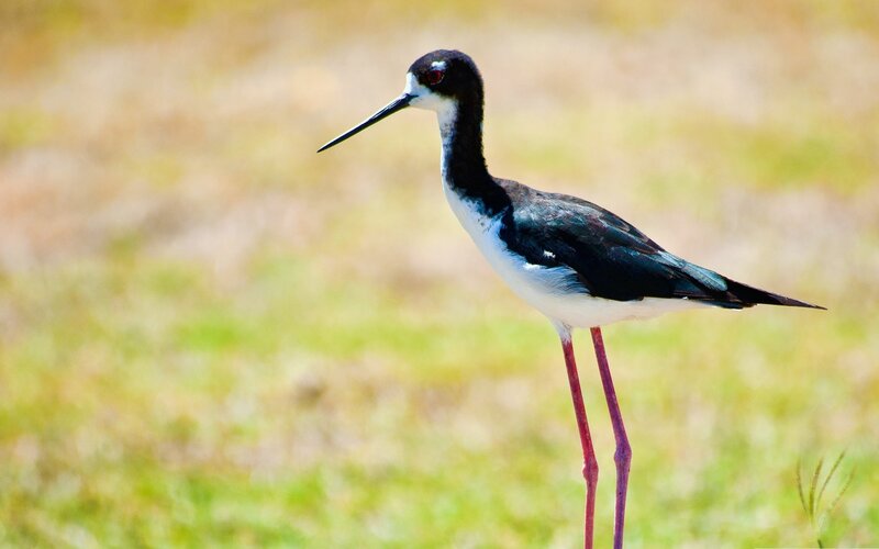 Black-necked stilt bird