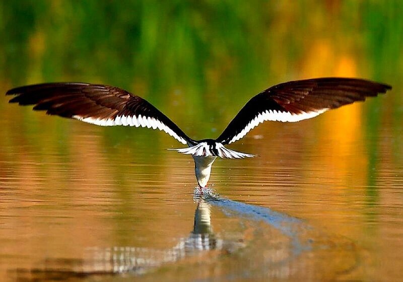 Black-necked stilt feeding