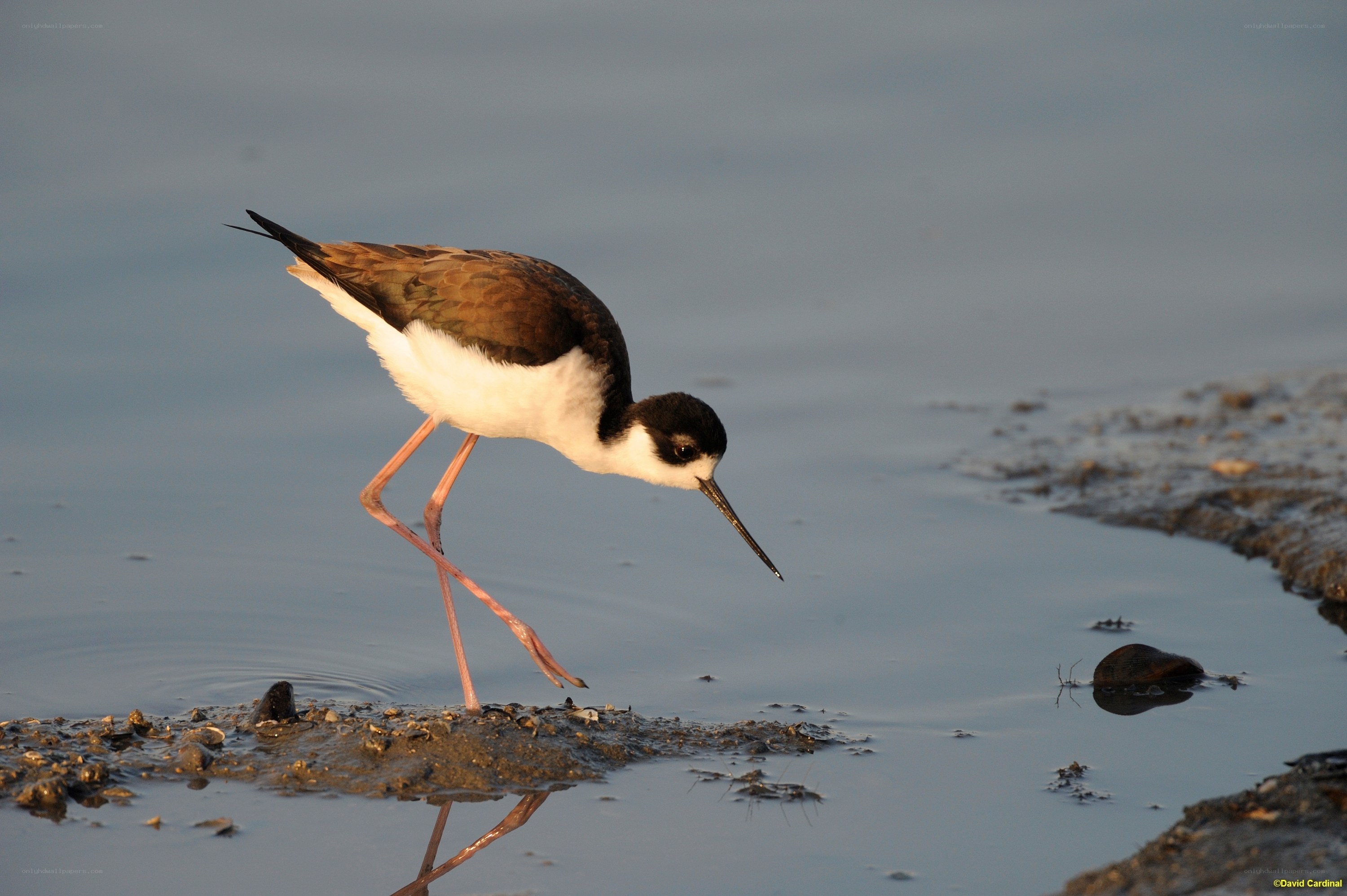 Black-necked stilt foraging
