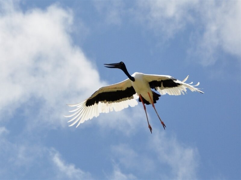 Black-necked Stork in Flight