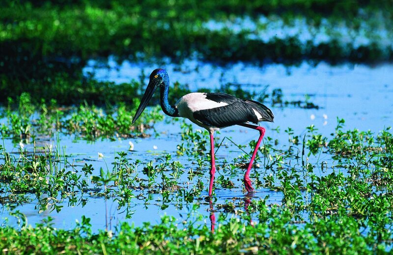 Black-necked stork in wetland