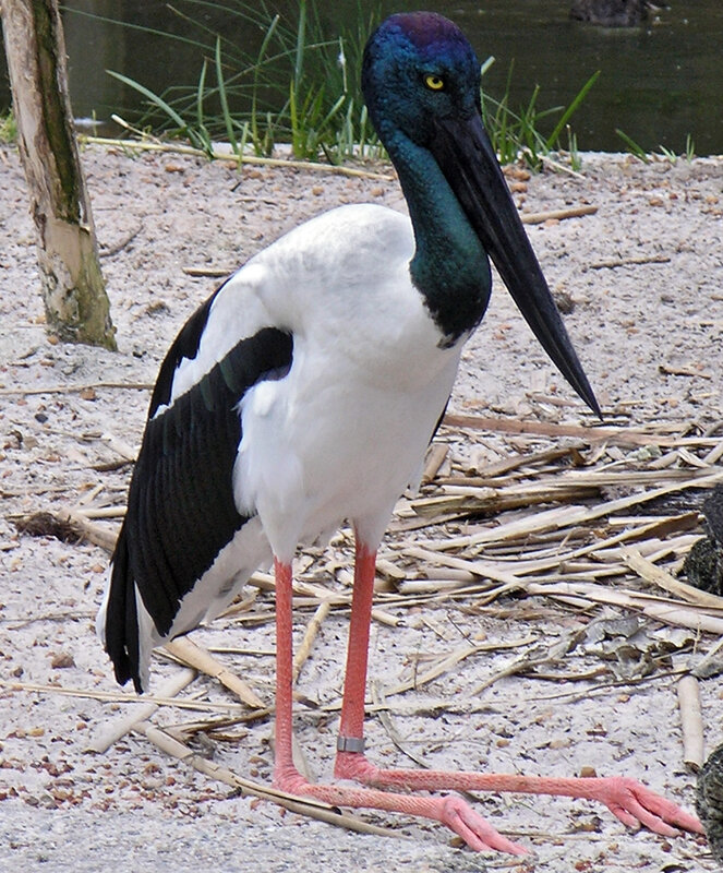 black-necked stork standing