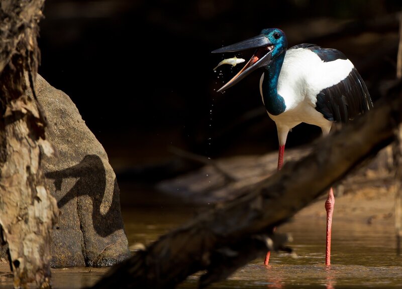 Black-necked Stork