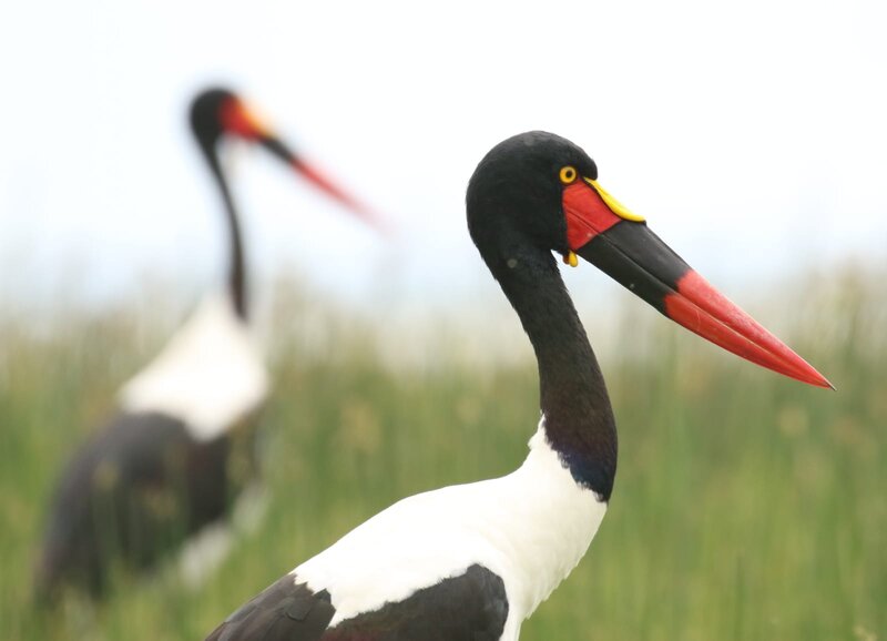 Black-necked Stork — White