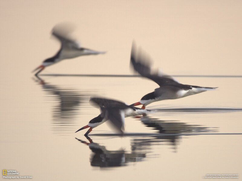 Black-necked storks in flight