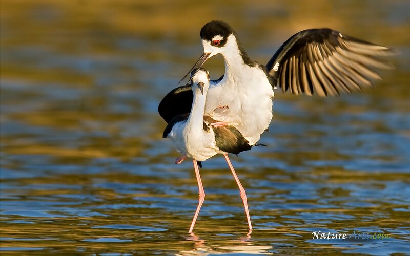Black-necked storks mating