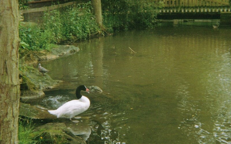 Black-necked Swan — Green