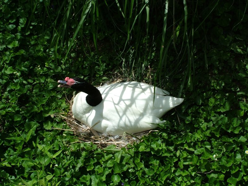 Black-necked swan nesting