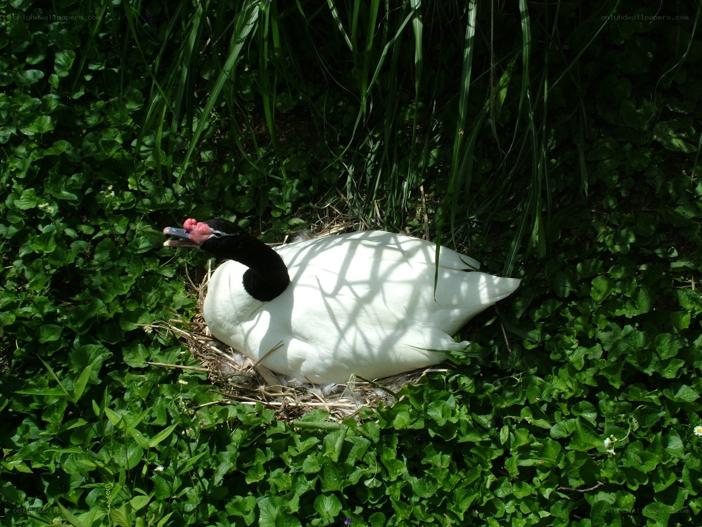 Black-necked swan nesting