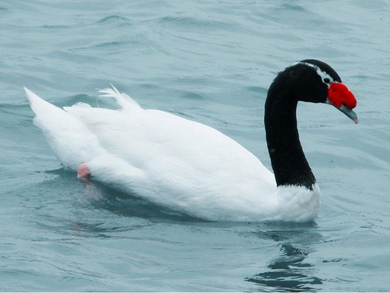 Black-necked swan on water