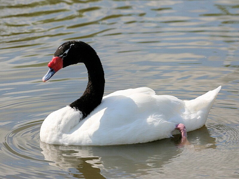 Black-necked Swan