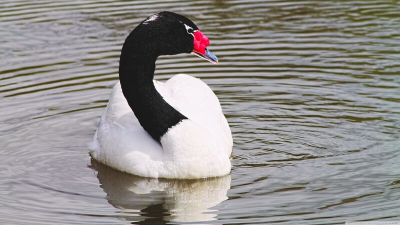 Black-necked Swan — White