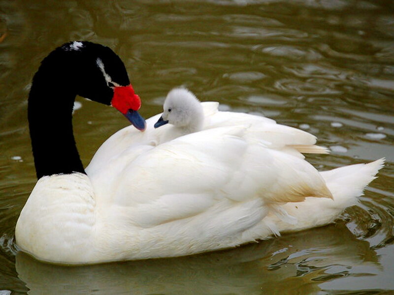 Black-necked Swan with Cygnet