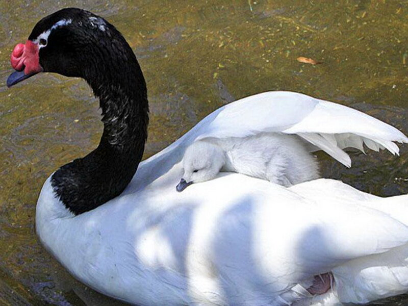 Black-necked Swan with Cygnet — White, Serene