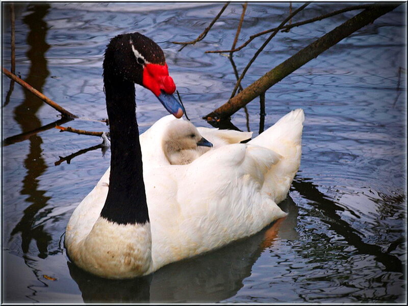Black-necked Swan with Cygnet — White