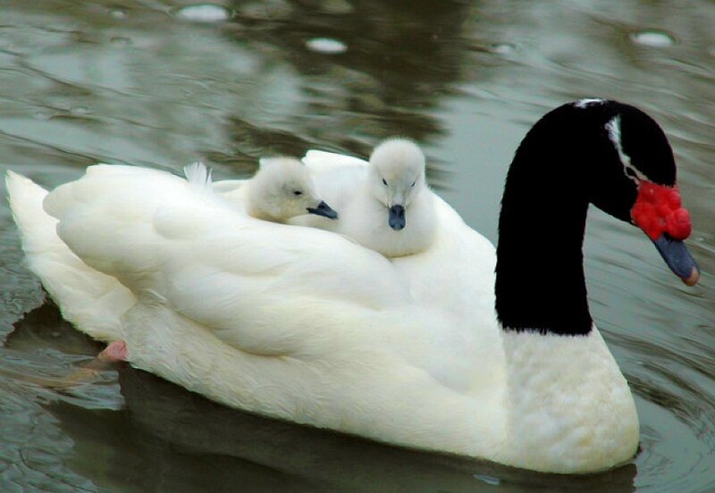 Black-necked Swan with Cygnets