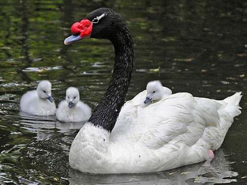 Black-necked Swan with Cygnets — White, Serene
