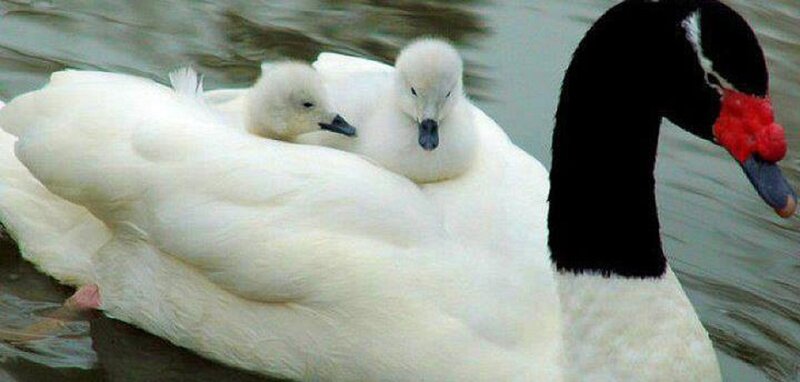 Black-necked Swan with Cygnets — White