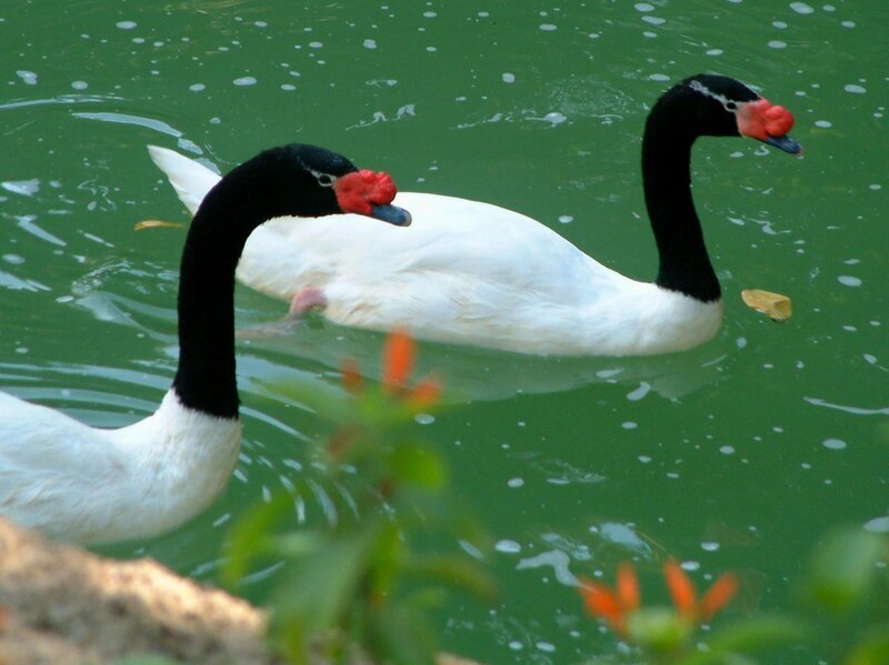 Black-necked Swans