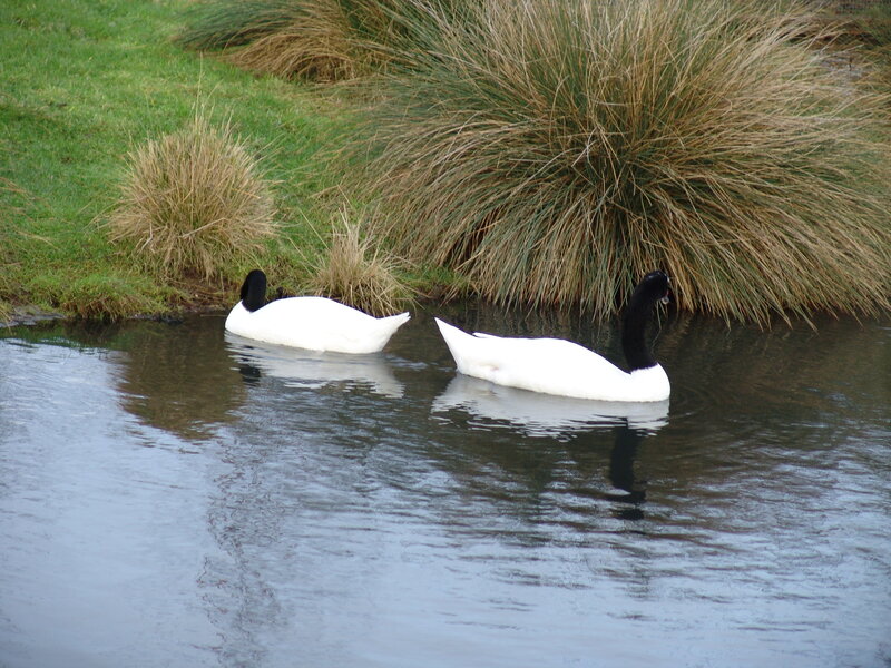 Black-necked Swans — White, Serene