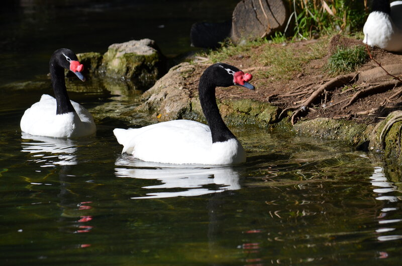 Black-necked Swans — White