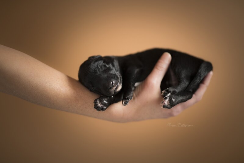 Black Newborn Puppy — Brown