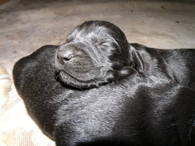 Black Newborn Puppy