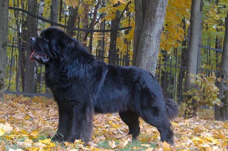 Black Newfoundland Dog — Calm, Autumn