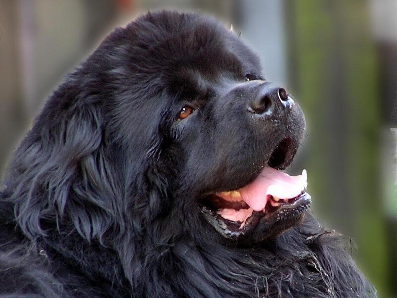 Black Newfoundland Dog — Calm