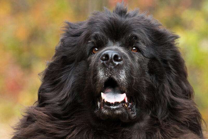 black Newfoundland dog portrait