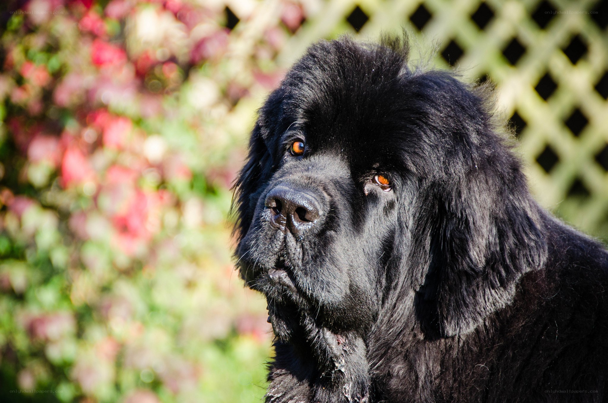 black Newfoundland dog portrait