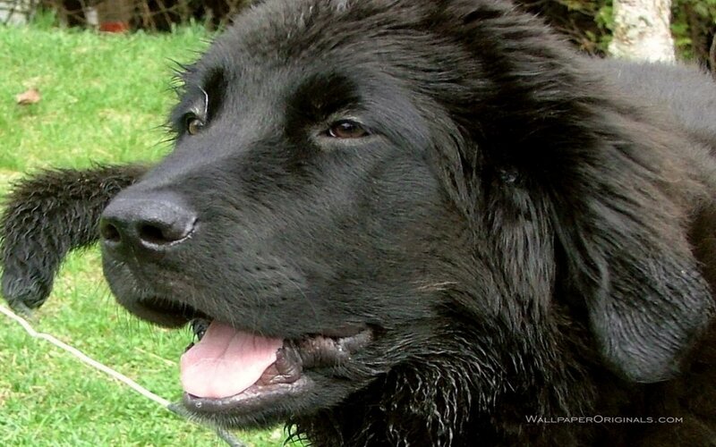 Black Newfoundland Dog