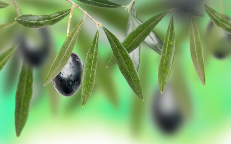 black olives on a branch