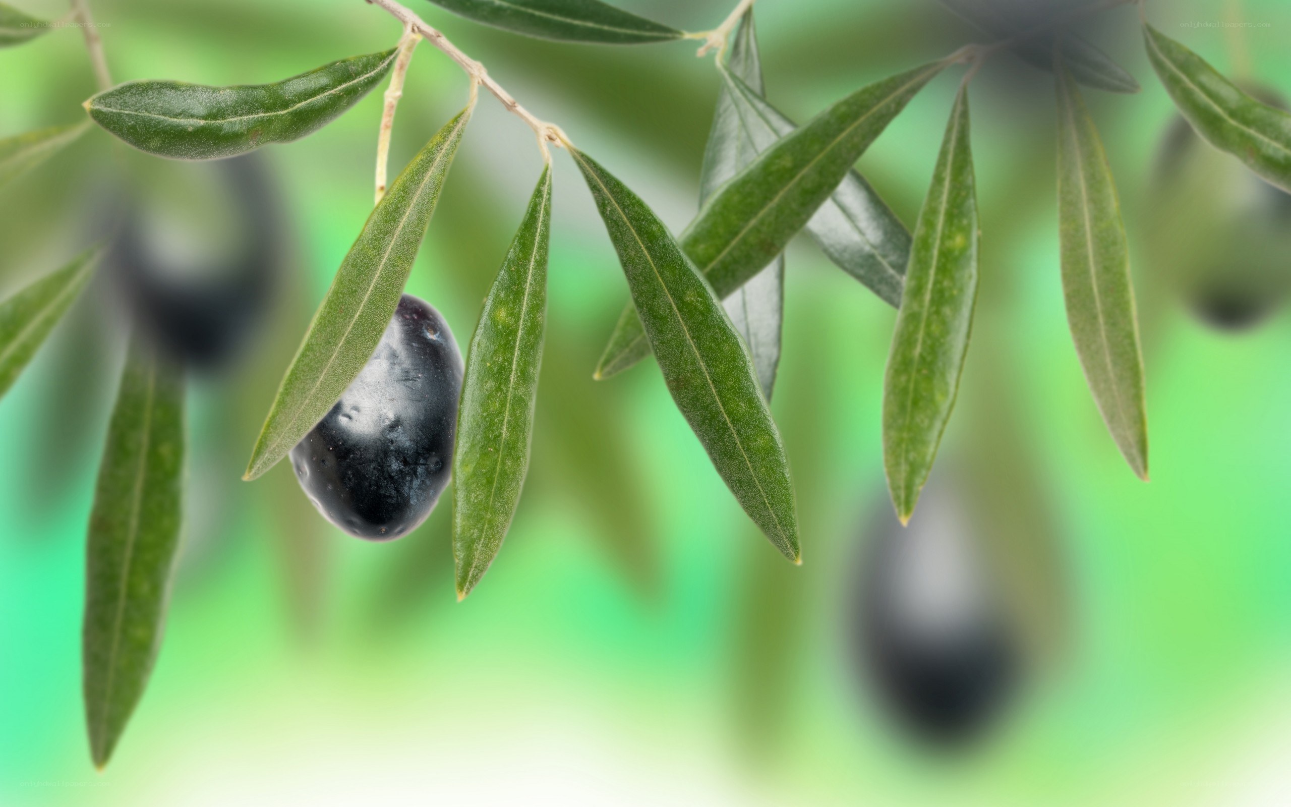 black olives on a branch