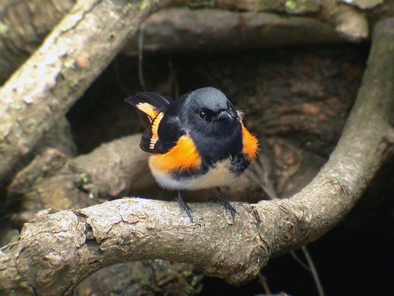 Black-orange Bird on Branch